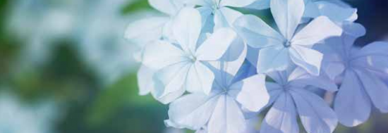 Les plantes toxiques et dangereuses de la Réunion